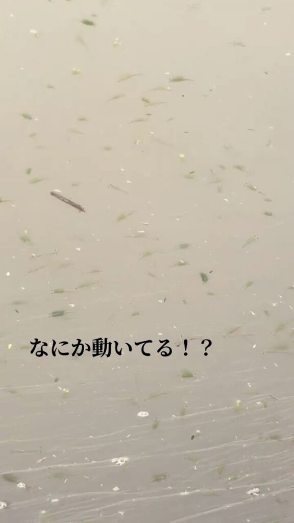 田んぼで見つけた生き物①（＠medakabeginnerさんより提供）