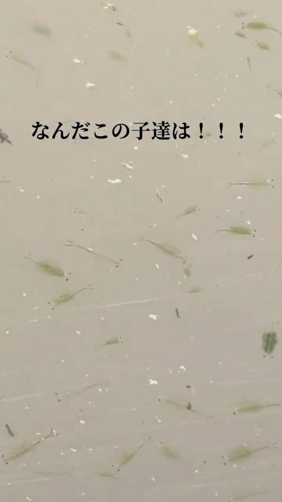 田んぼで見つけた生き物②（＠medakabeginnerさんより提供）
