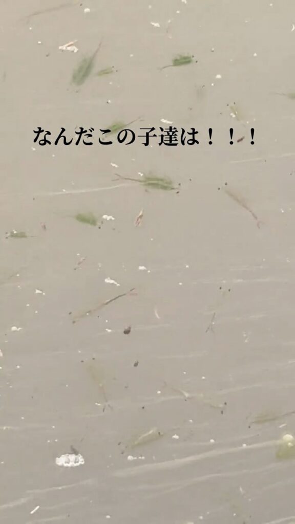 田んぼで見つけた生き物④（＠medakabeginnerさんより提供）