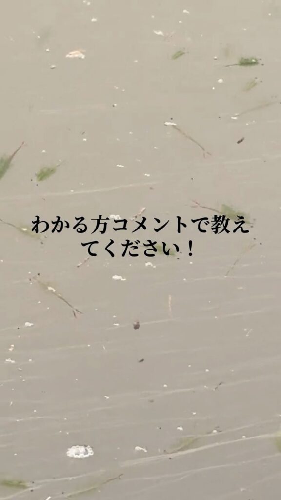 田んぼで見つけた生き物⑤（＠medakabeginnerさんより提供）