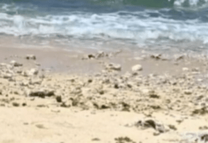 海辺を歩いていたら…浜辺に違和感。→目撃したまさかの光景に…「そんなことある！？」