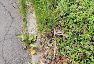 歩いていると…道端の雑草に違和感。よく見てみると、まさかの光景に「すっご」「あちこちで生えてます！」「あるある」