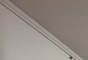 夜中、部屋に虫が現れ大パニックの男性。「何とかしたい…」直後“驚愕の光景”に「おもちゃかと思ったら本物だったw」「まるで武器みたいにww」