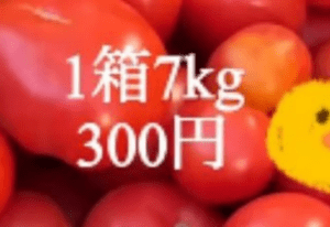 7kg300円で買った大量のトマト。3日間で仕込んだ“まさかの光景”に「値段がバグすぎる」「初めてトマトがおいしそうって思った」