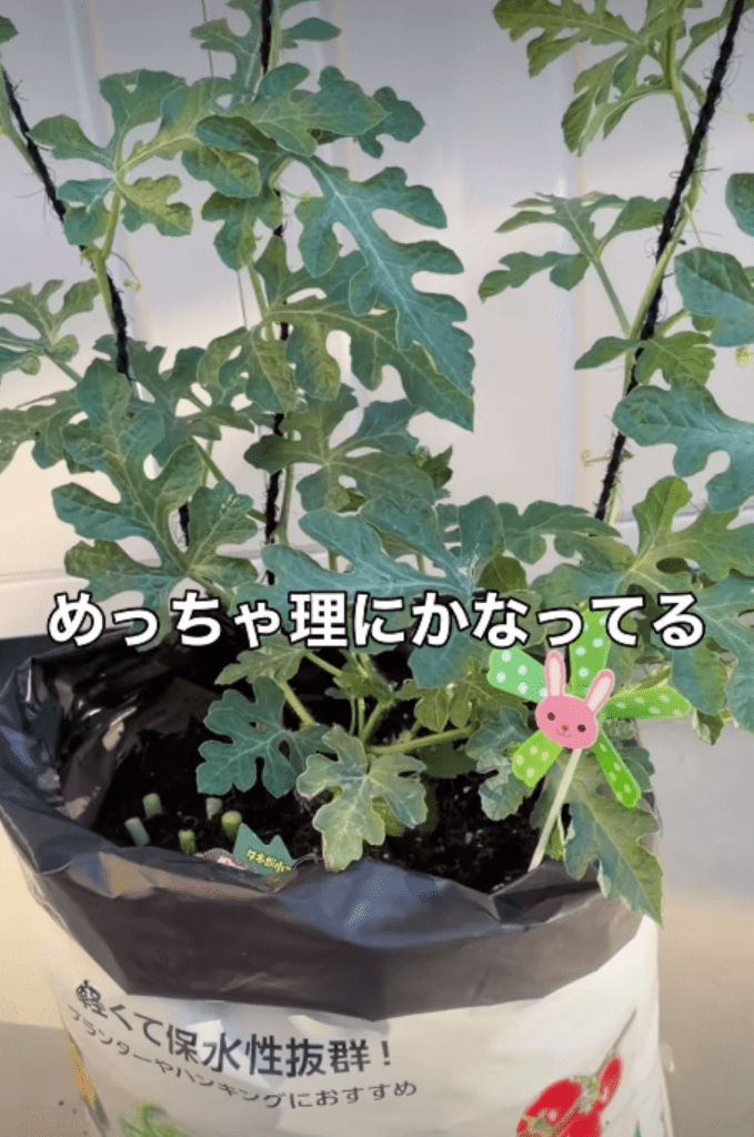スイカを育てる様子（＠maco_homegardenさんより提供）