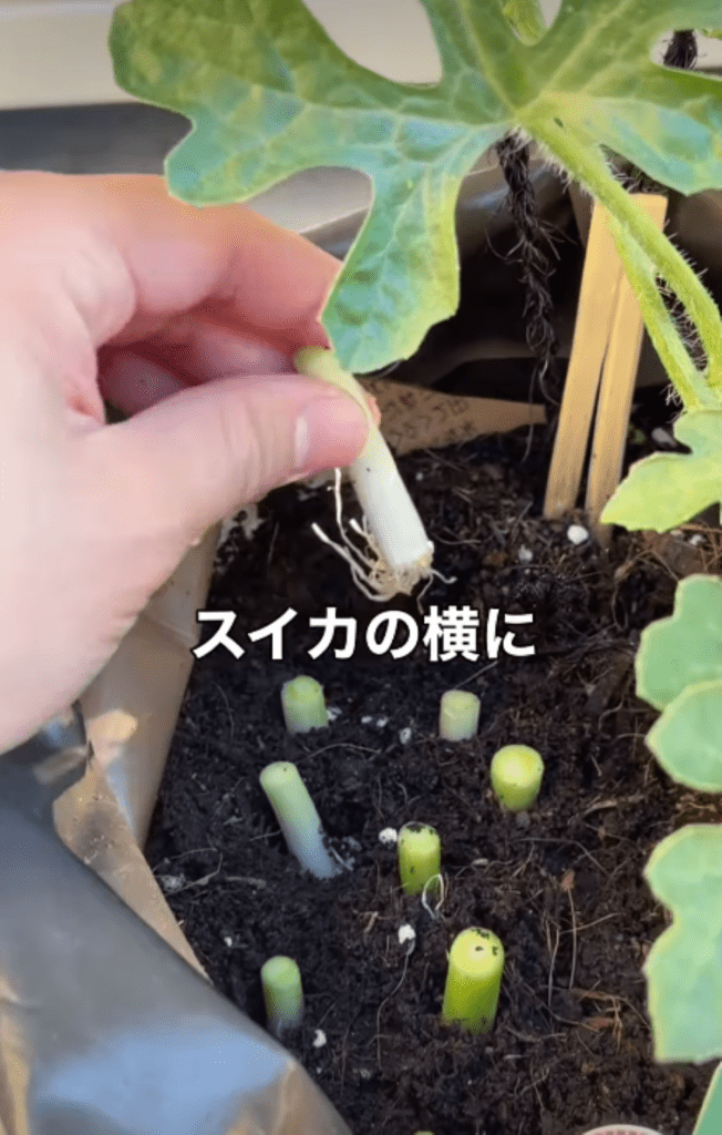 スイカの横に植える（＠maco_homegardenさんより提供）
