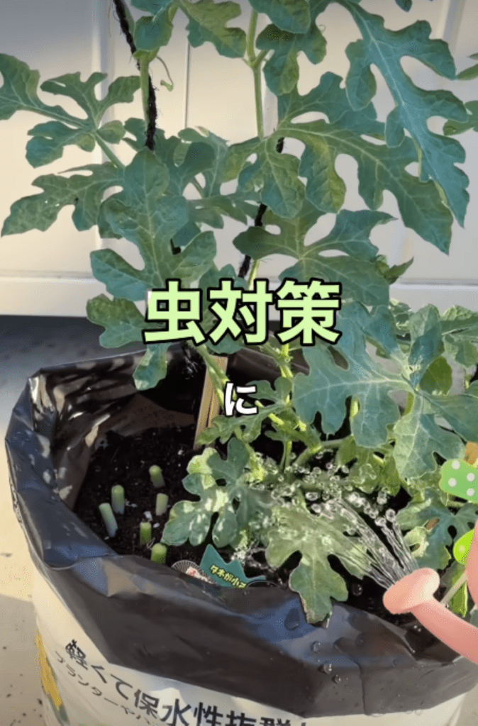 ネギを一緒に植える効果②（＠maco_homegardenさんより提供）