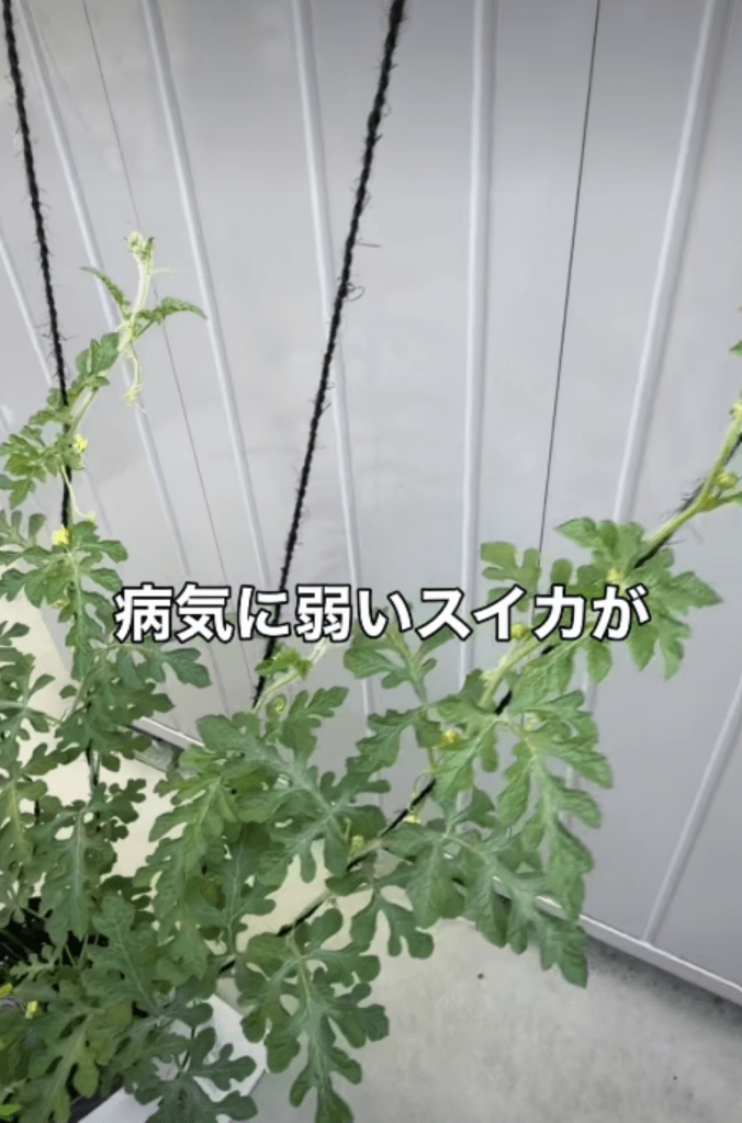 ネギを一緒に植える効果③（＠maco_homegardenさんより提供）