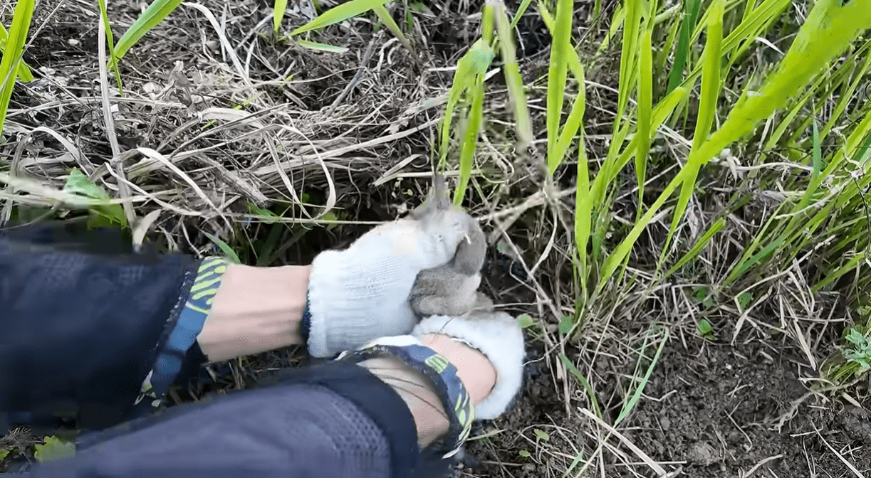 厄介な雑草“チガヤ”→除草剤を使わずに除去する方法に…「流石です!」「すごい」「早速やってみます」