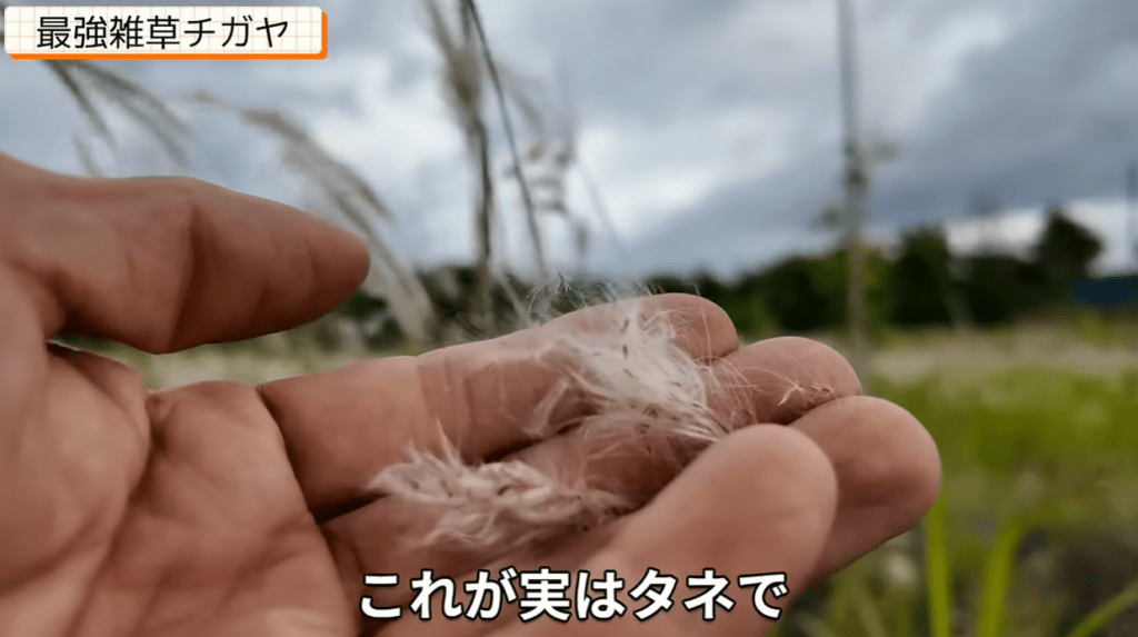 【実際の写真】　　投稿された写真