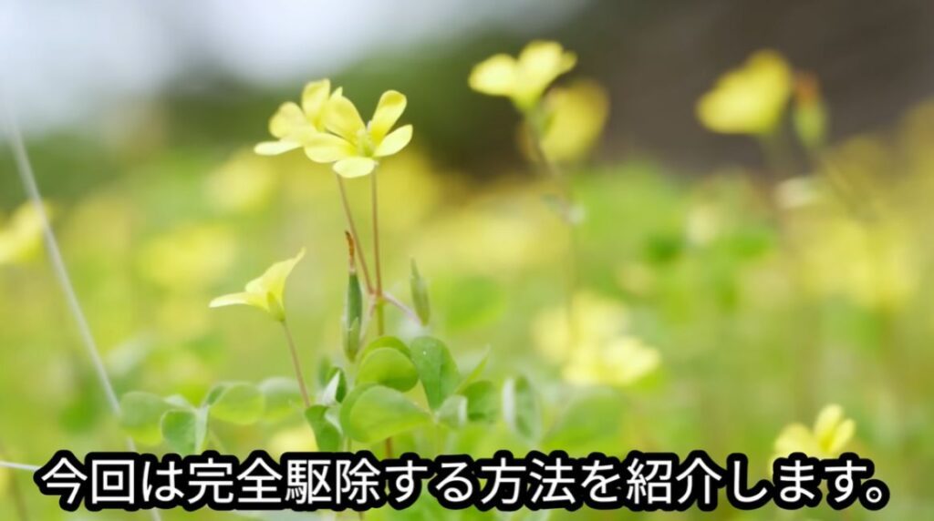 【実際の写真】　生えなくする方法