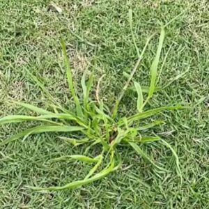 「雑草は根まで取らないと生えてくる？」→ハサミを使ったまさかの技で…”1ヶ月後の光景”に「有益な情報」「素晴らしい…！」「すごく助かりました」