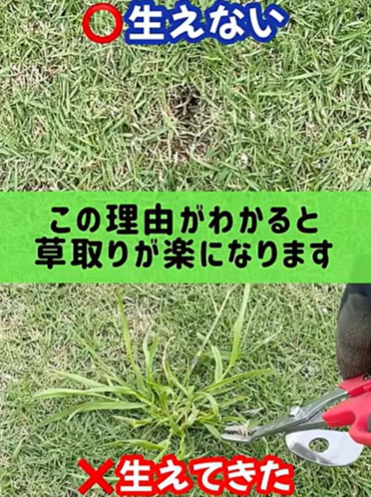 雑草対策⑥（＠TIM-LAWNさんより提供）