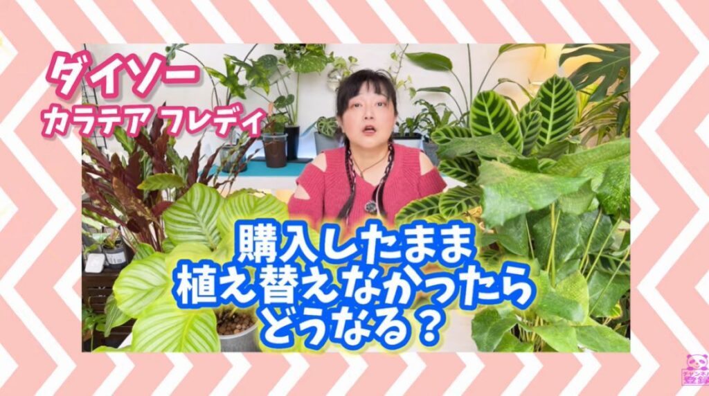 植え替え検証②（＠kumapanさんより提供）