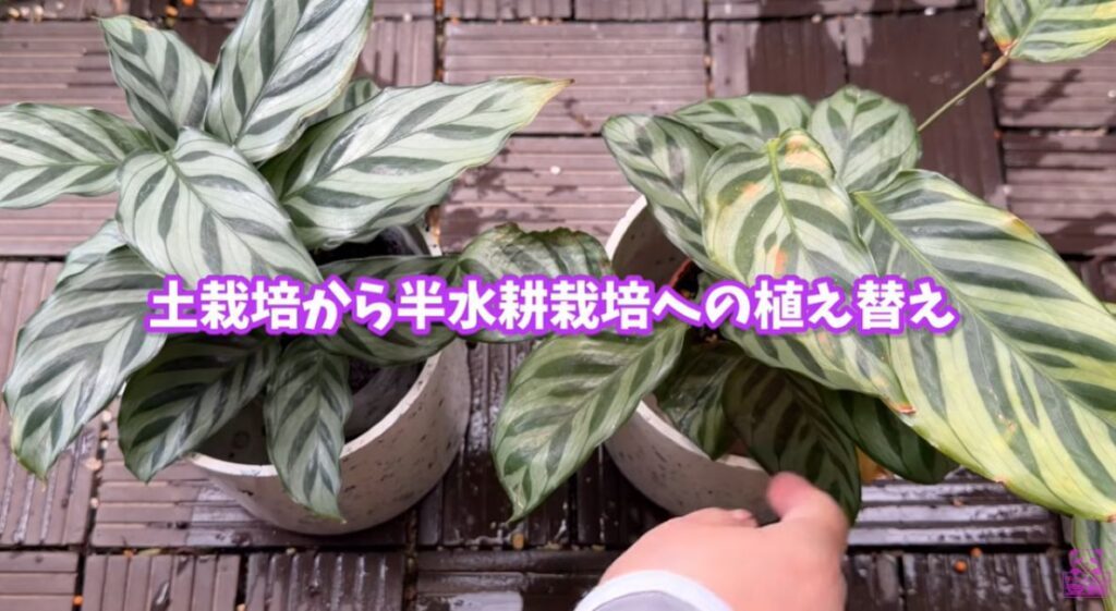 植え替え検証③（＠kumapanさんより提供）