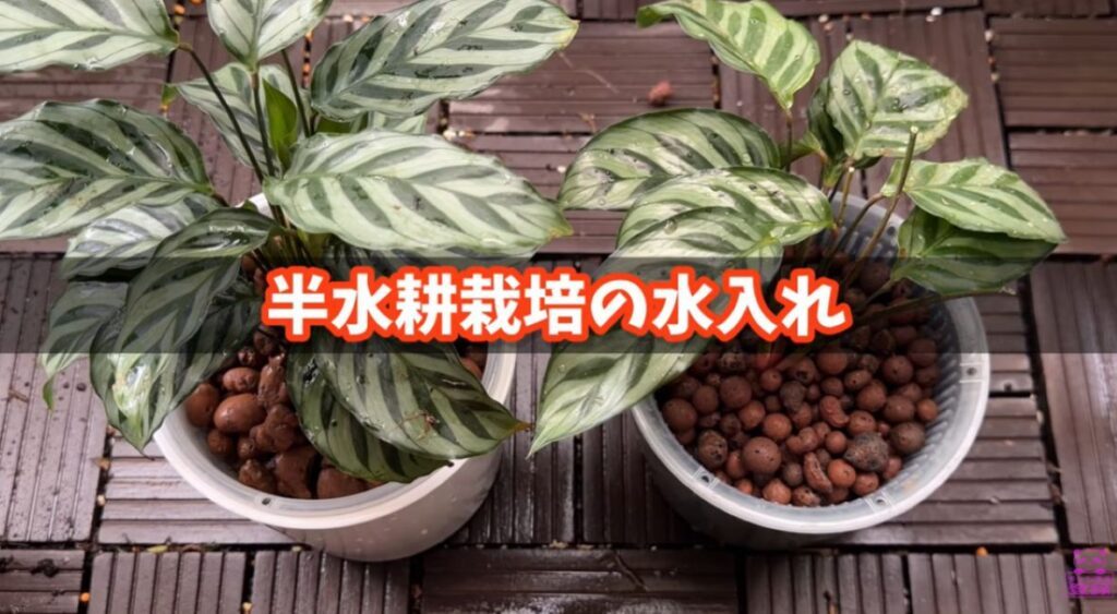 植え替え検証⑥（＠kumapanさんより提供）