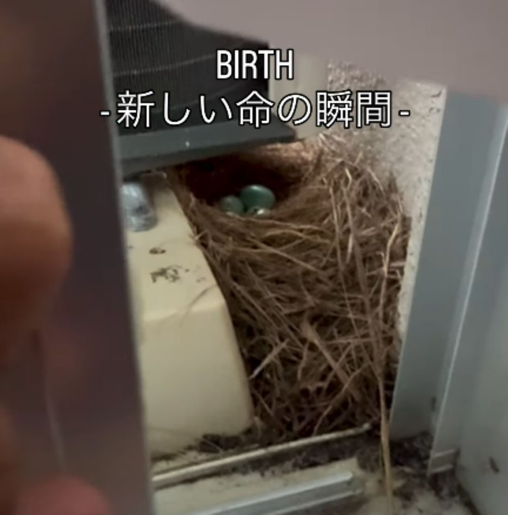 【実際の写真】　　1週間後の様子