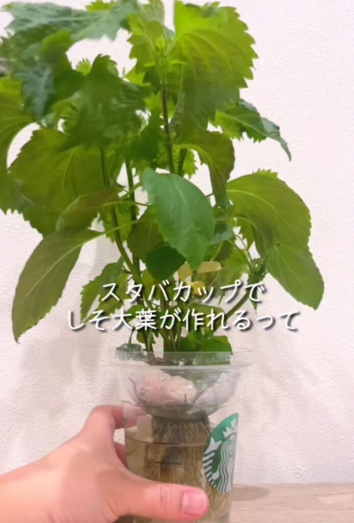 シソの栽培①（＠haru_3kids_kosodate_さんより提供）