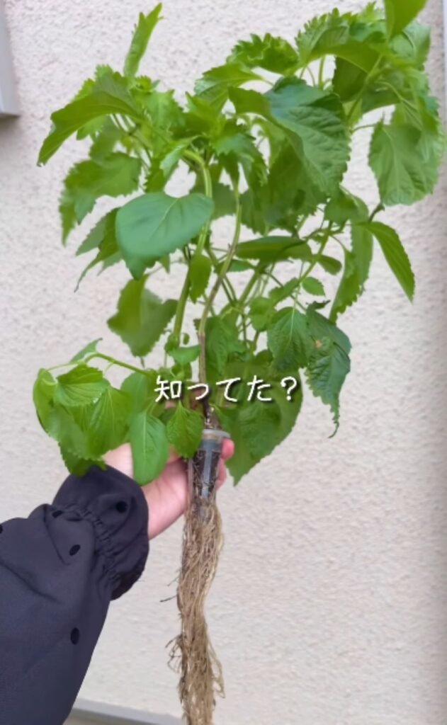 シソの栽培②（＠haru_3kids_kosodate_さんより提供）