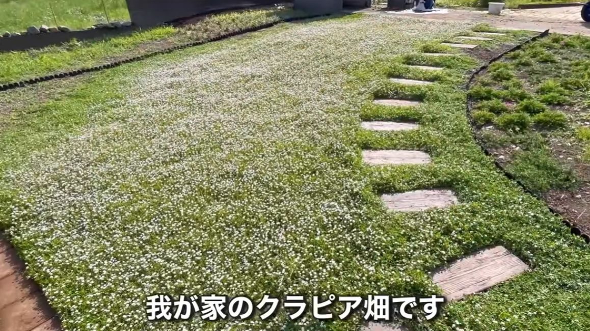 雑草に苦しめられた庭にダンボールを敷き詰めた結果…約10ヶ月後、まさかの光景に「生命力すごいですね！！」「最後まで見入ってしまった〜！」「うっとりしちゃいました」