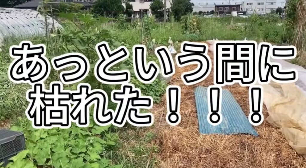 雑草対策①（＠まつり農園すぅさんより提供）