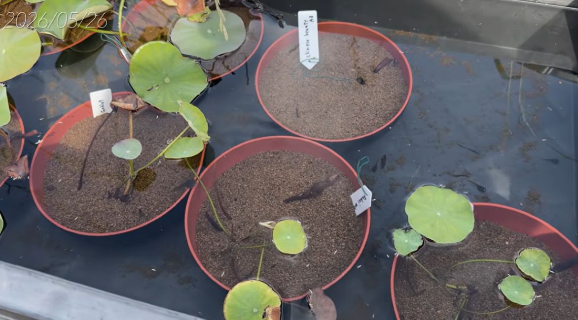 100円ショップで購入したお椀にハスを植えた結果→約2ヶ月半後の驚きの光景に…「めっちゃ綺麗」「可愛らしい」「参考にさせていただきます」