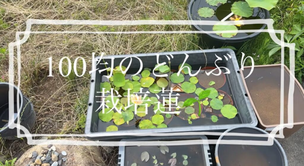 約2ヶ月半後のハス①（＠kazuBiotopさんより提供）