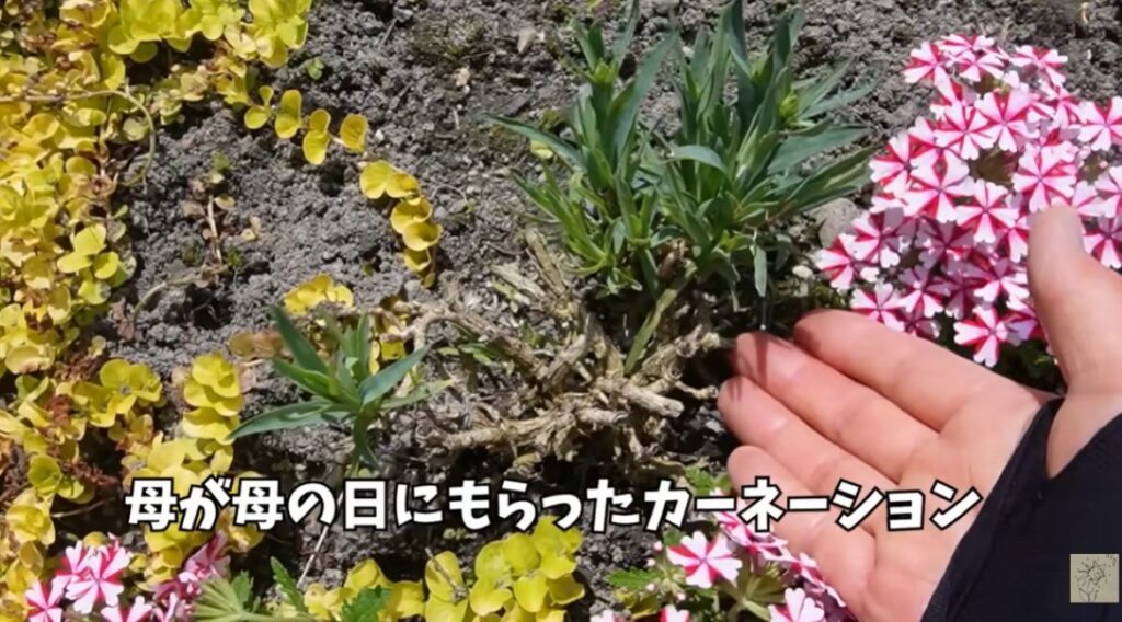 カーネーションを長く楽しむ方法⑥（＠ohanachannel30さんより提供）