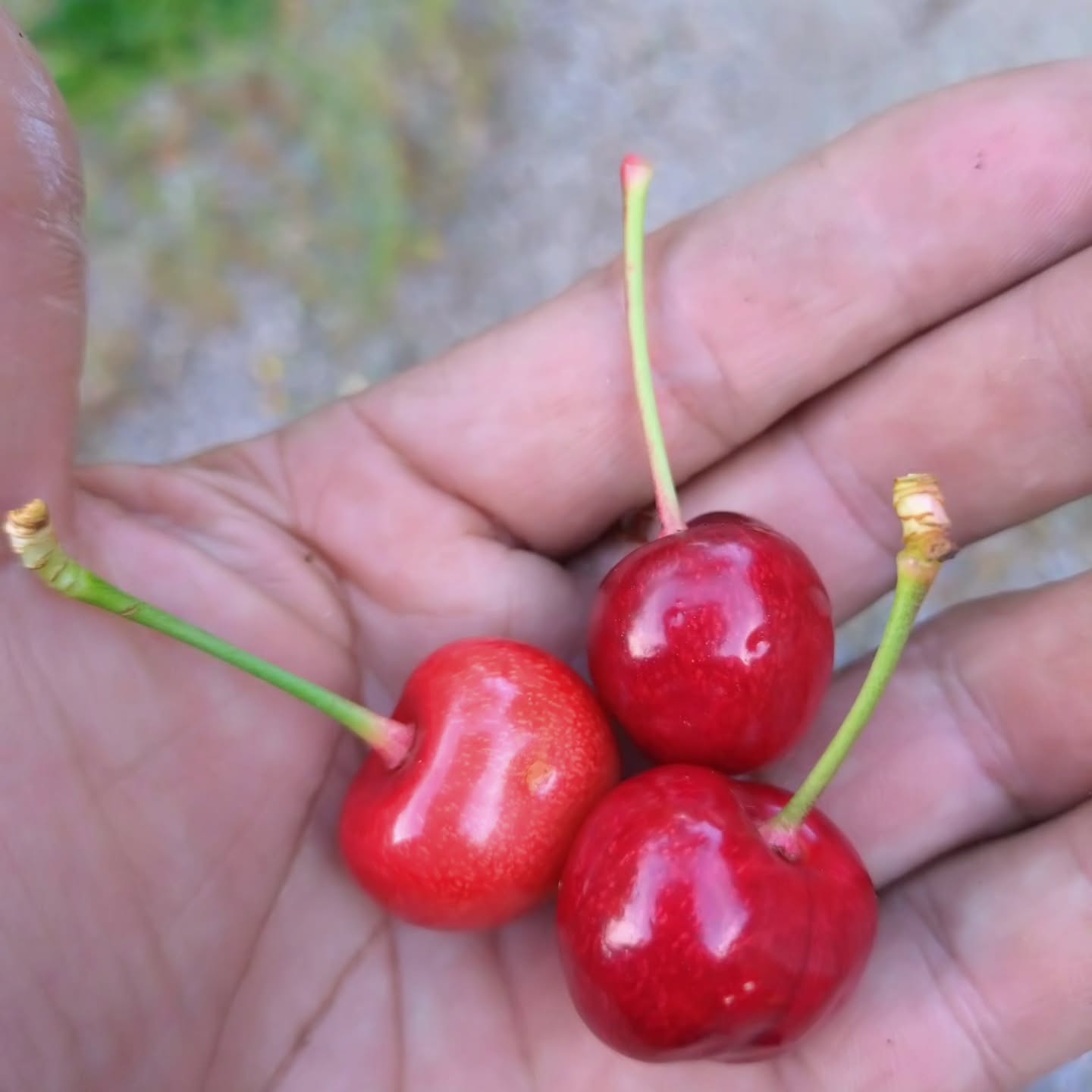 スーパーで購入したアメリカンチェリー。種を植えて13年後……「まじでか」まさかの光景に「だから植物って好き」「わぁ、凄い！」