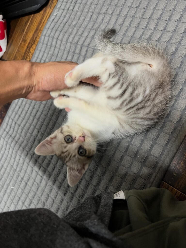 保護した子猫④（＠total_car_shop_yuさんより提供）