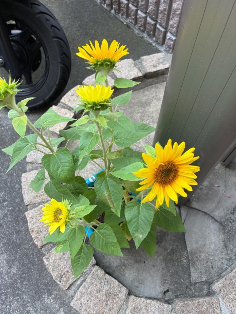 予想外のヒマワリの花（＠takoromansaさんより提供）