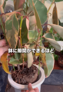 ホームセンターで“シナシナで深刻な状態の観葉植物”を購入。→1ヶ月後、現在の“まさかの状態”に「植物の救世主ですね」