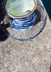 海に浮いていた謎の物体。網ですくってみたら…”衝撃の光景”に272万表示「初めて見ました！」「貴重な映像」「水族館に寄贈レベルかも」