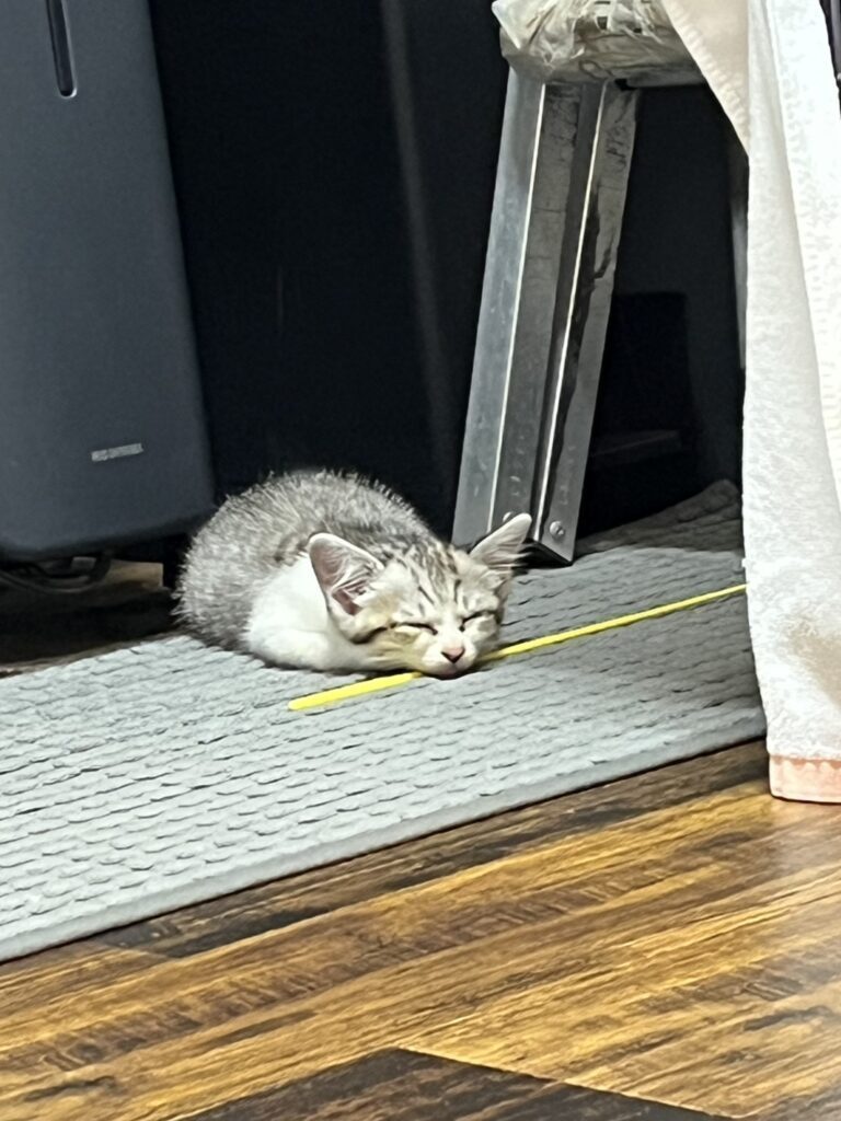 保護した子猫⑫（＠total_car_shop_yuさんより提供）