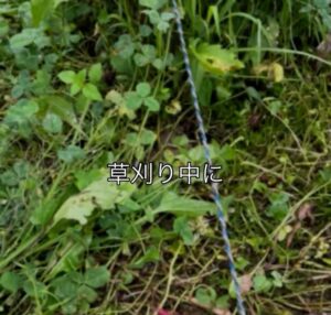 草刈り中…「ん？」草の中に違和感。よく見てみると…→驚きの光景に「ぇえええええ」「ファンキー」