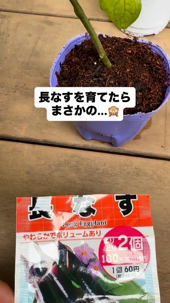 長ナスの種を購入。育て始めて2ヶ月半後→衝撃の光景に「えー？！？！」「もはやナスではないww」「そんなことあるんですか！w」