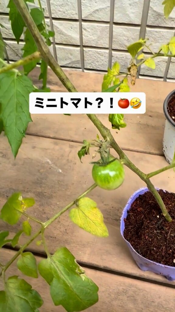 実ったミニトマト（＠gardening_2403さんより提供）