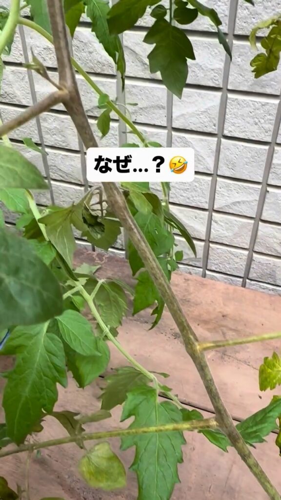 生長したミニトマトの株（＠gardening_2403さんより提供）
