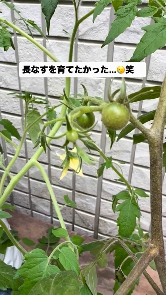 花を咲かせたミニトマト（＠gardening_2403さんより提供）