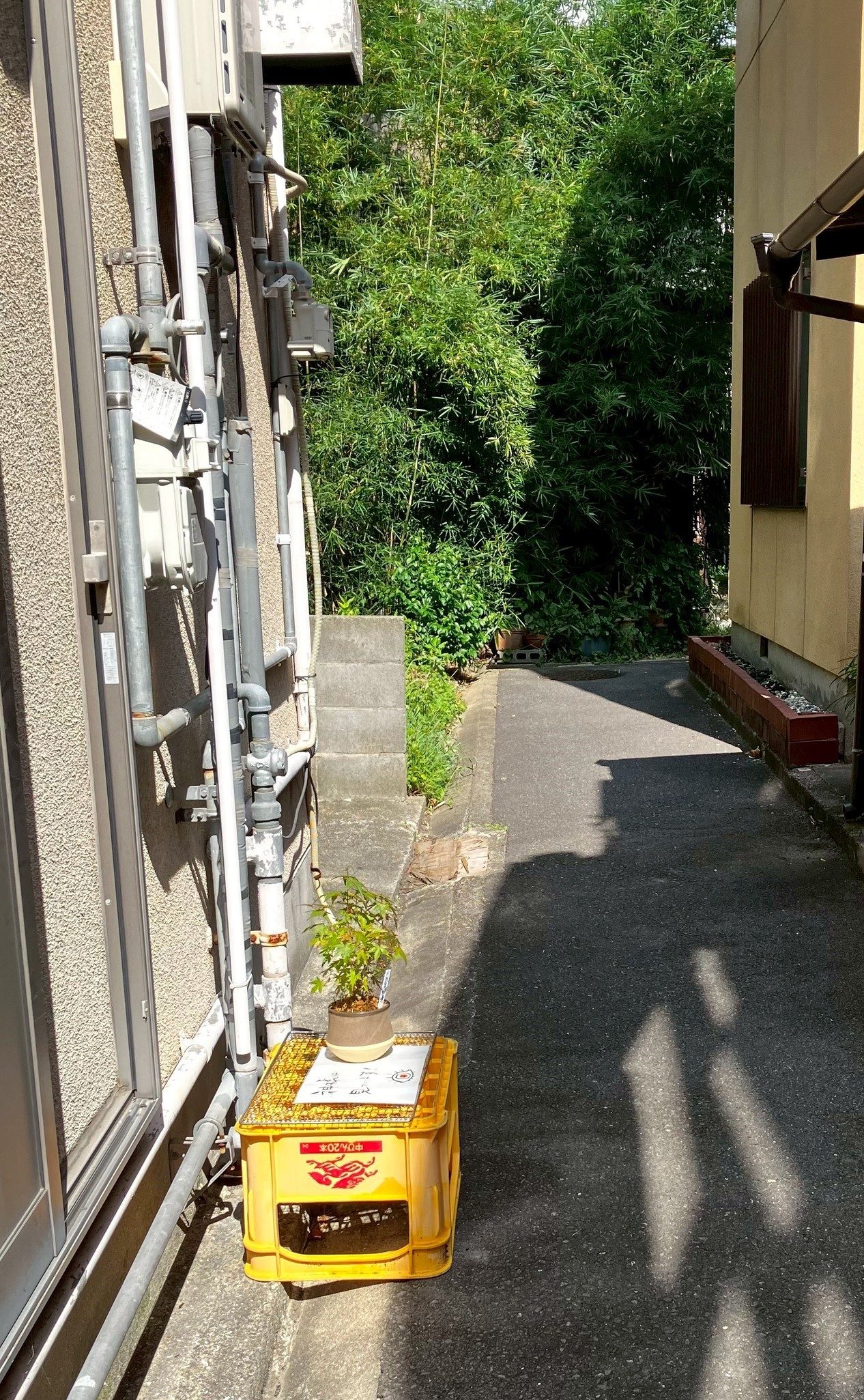 盆栽を盗まれた女性「悲しすぎて…」→防犯対策で置いたものに…「好きすぎる笑」「眼力が強くて良い」