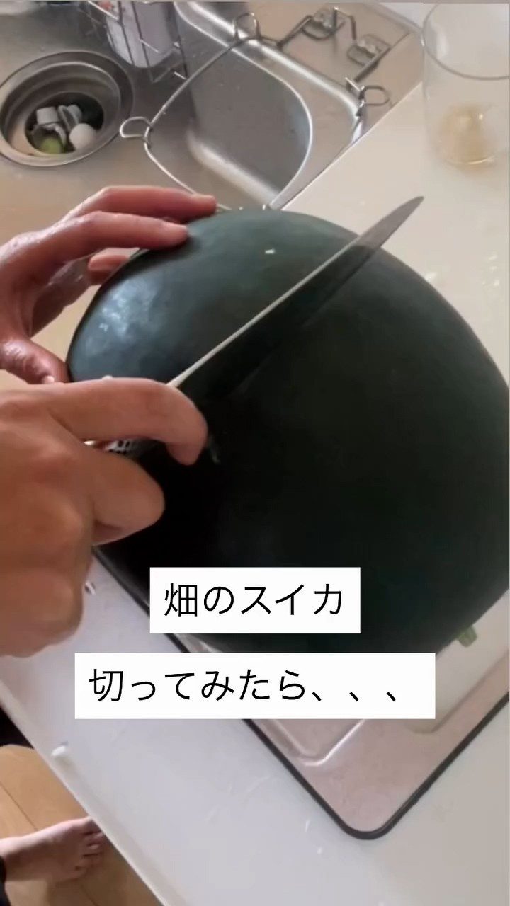 「カラスに食べられる前に」と収穫したスイカ→切ったら……目を疑う中身に1060万再生「いいよって言ってくれたんじゃ…w」「初めて見た」「叫んじゃいました」