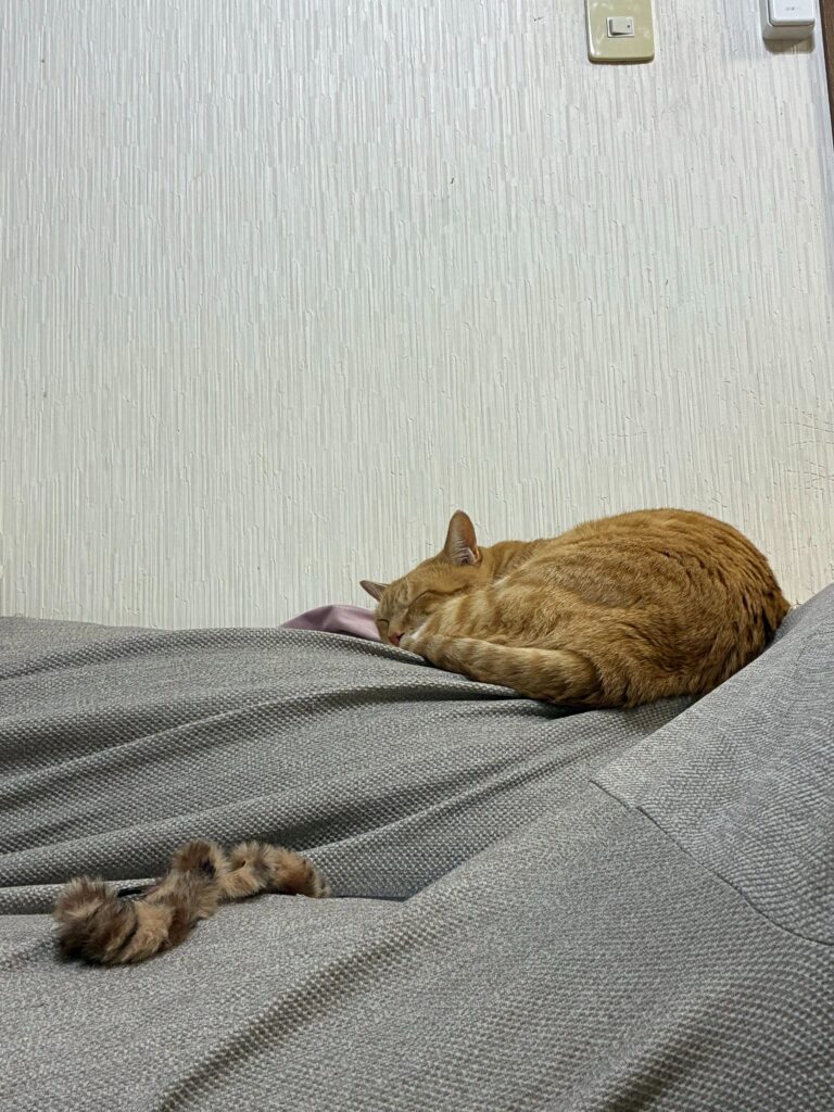 ソファの背もたれで眠る愛猫（＠a_y_r_r_s_otさんより提供）