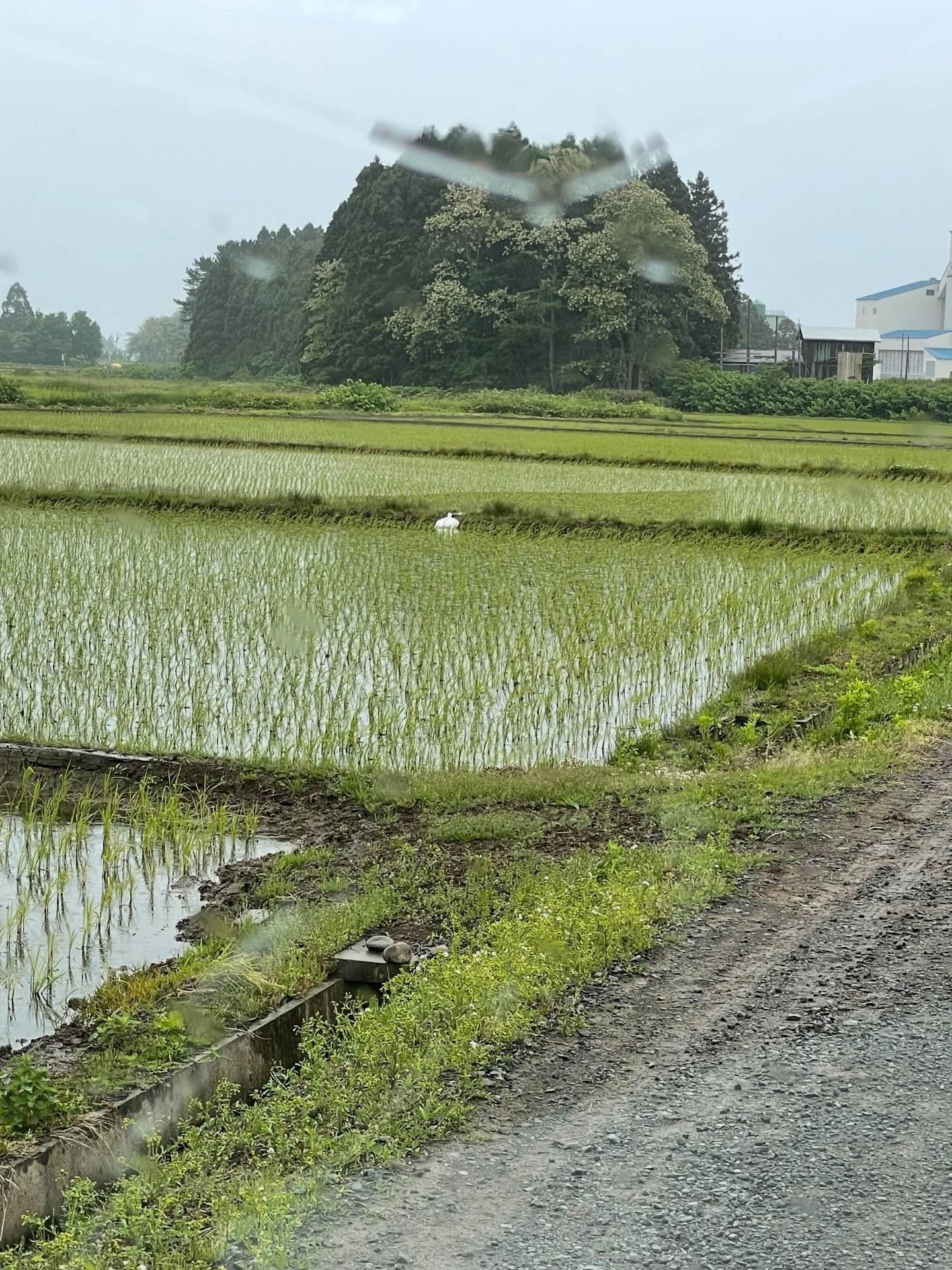 「田んぼにサギがたたずんでる〜」と眺めていた男性。しかし、近付いてみると…→まさかの光景に「めちゃめちゃ紛らわしい」「詐欺ですねwww」「そっくりすぎる笑」