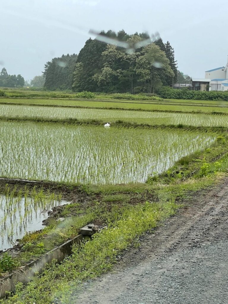【実際の写真】　　投稿された写真