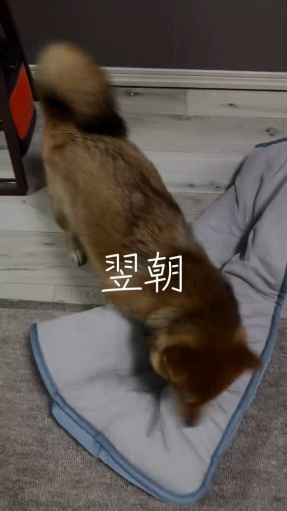 マットで遊ぶつくねちゃん②（＠tsukune__shibaさんより提供）
