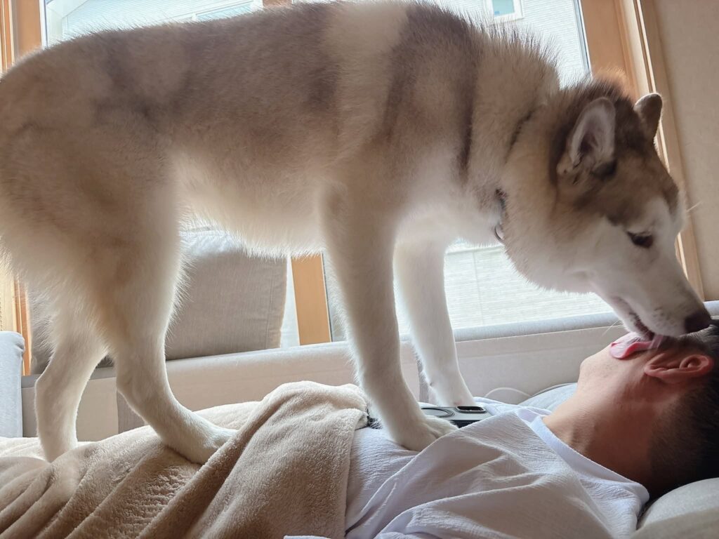 パパさんの上に乗るアイリスちゃん（＠irislady_huskyさんより提供）