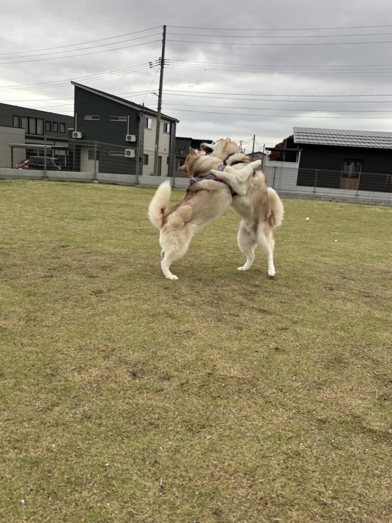 ドッグランで遊ぶ様子（＠irislady_huskyさんより提供）