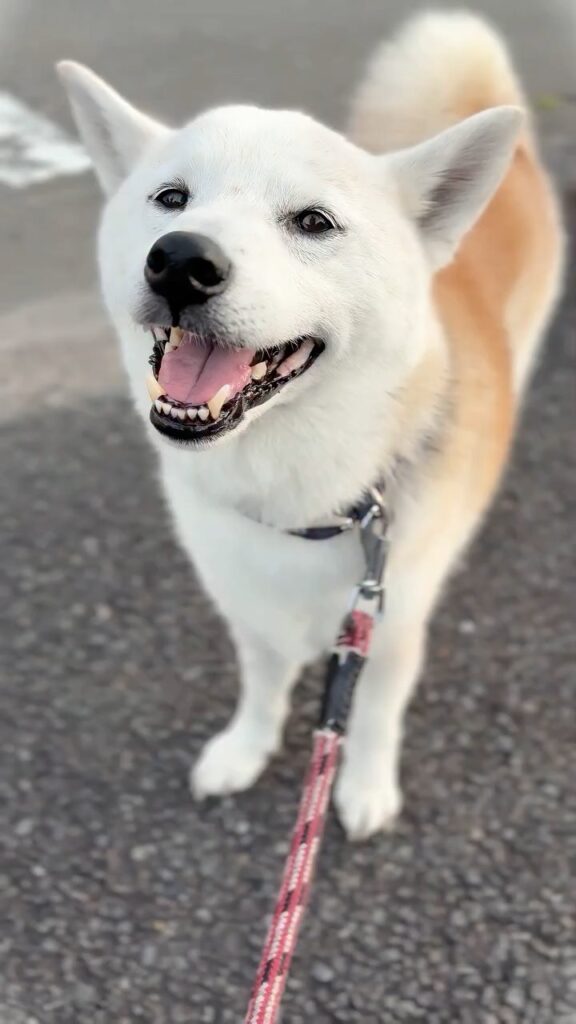 白く変化した現在①（＠shiba_wabisuke_daysさんより提供）