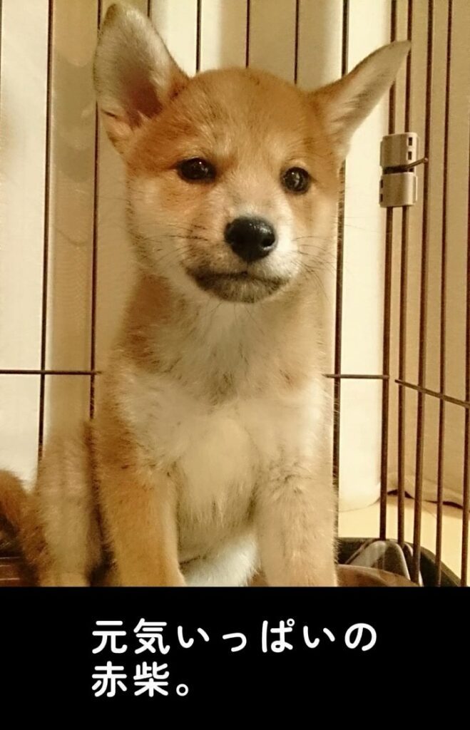 子犬の頃の様子②（＠shiba_wabisuke_daysさんより提供）