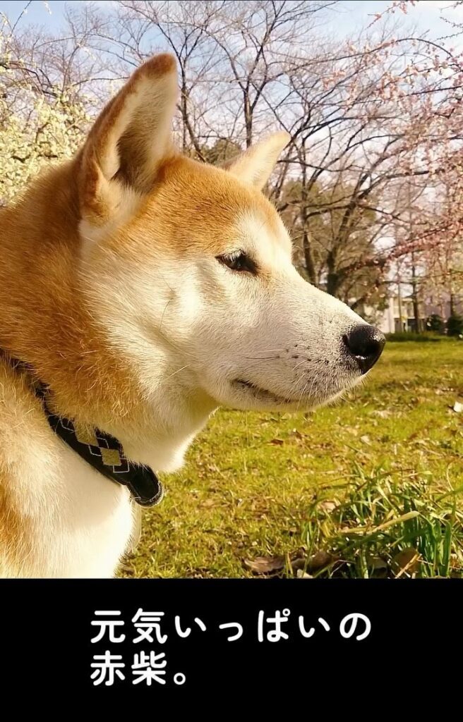 白くなる前の様子①（＠shiba_wabisuke_daysさんより提供）